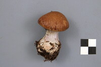 Cortinarius sphagnophilus image